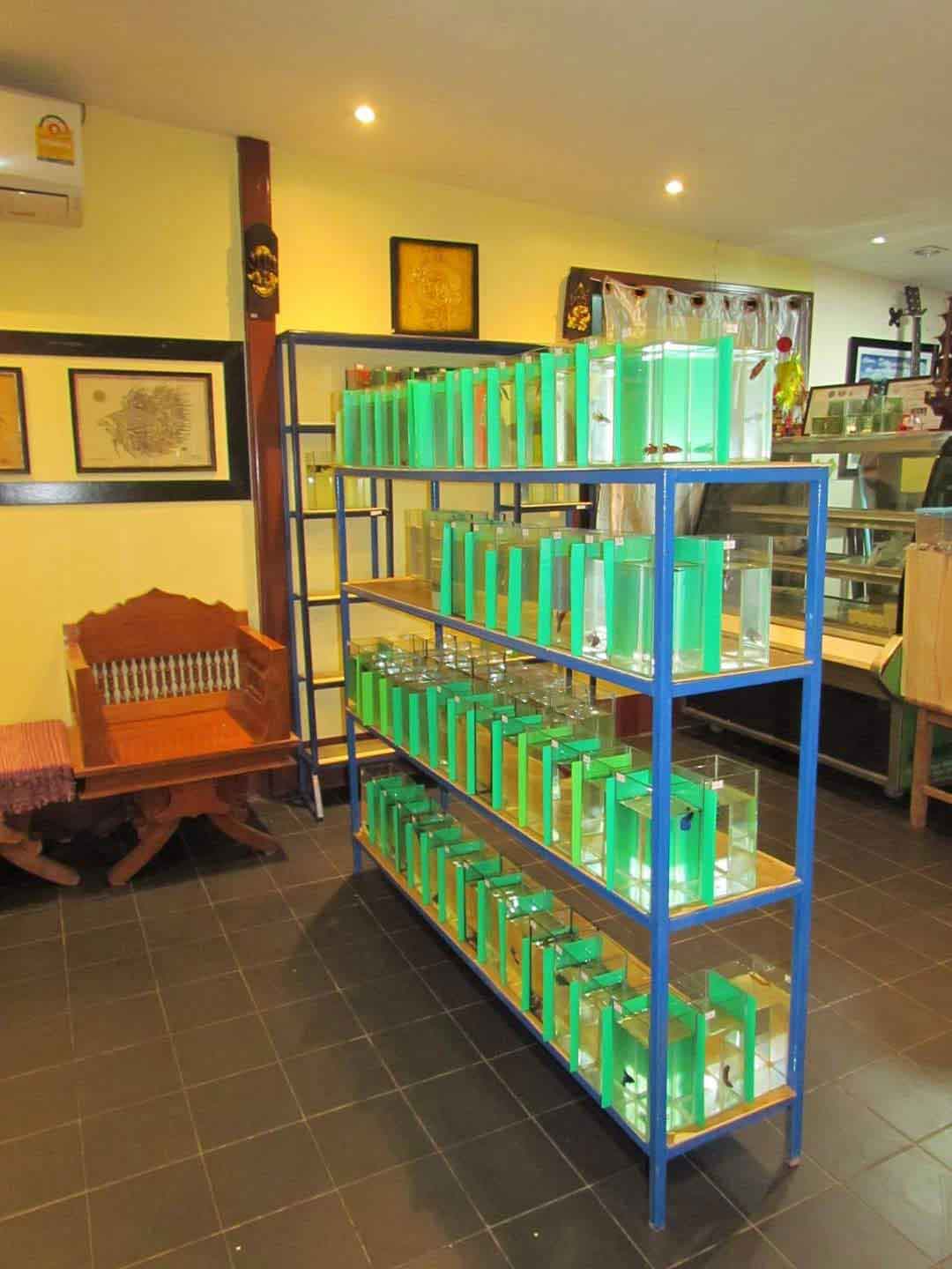Close-up view of betta fish tanks inside AF Plakad Thai farm